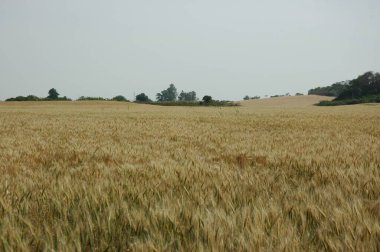 Kuzey Arjantin 'deki altın buğday tarlaları