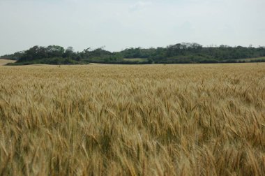 Kuzey Arjantin 'deki altın buğday tarlaları