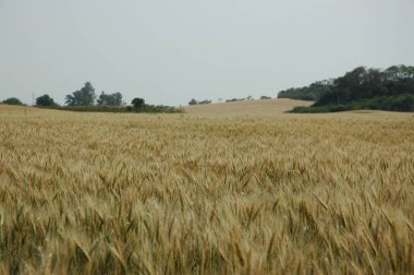 Kuzey Arjantin 'deki altın buğday tarlaları