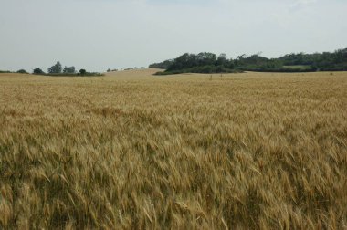 Kuzey Arjantin 'deki altın buğday tarlaları
