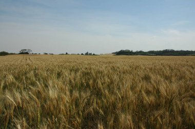 Kuzey Arjantin 'deki altın buğday tarlaları