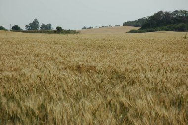 Kuzey Arjantin 'deki altın buğday tarlaları