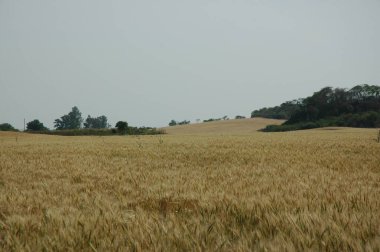 Kuzey Arjantin 'deki altın buğday tarlaları