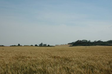 Kuzey Arjantin 'deki altın buğday tarlaları