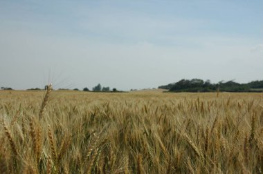 Kuzey Arjantin 'deki altın buğday tarlaları