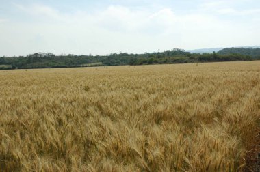 Kuzey Arjantin 'deki altın buğday tarlaları