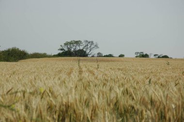 Kuzey Arjantin 'deki altın buğday tarlaları
