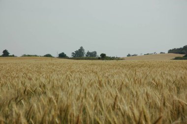 Kuzey Arjantin 'deki altın buğday tarlaları