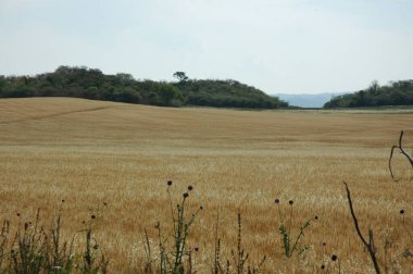 Kuzey Arjantin 'deki altın buğday tarlaları