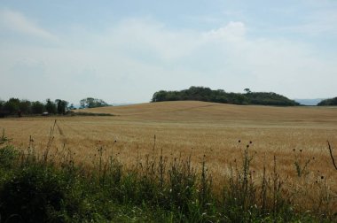 Kuzey Arjantin 'deki altın buğday tarlaları