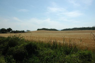 Kuzey Arjantin 'deki altın buğday tarlaları