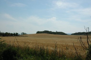 Kuzey Arjantin 'deki altın buğday tarlaları