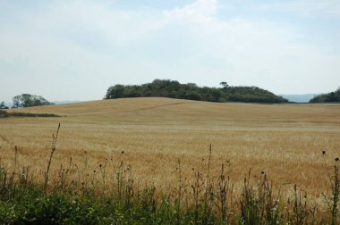 Kuzey Arjantin 'deki altın buğday tarlaları