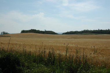 Kuzey Arjantin 'deki altın buğday tarlaları