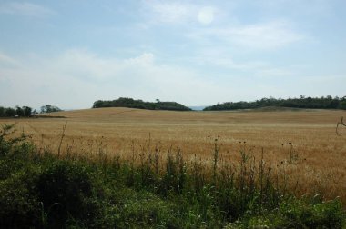 Kuzey Arjantin 'deki altın buğday tarlaları