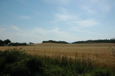 Kuzey Arjantin 'deki altın buğday tarlaları