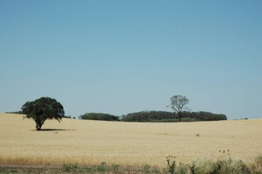 Kuzey Arjantin 'deki altın buğday tarlaları