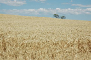 Kuzey Arjantin 'deki altın buğday tarlaları