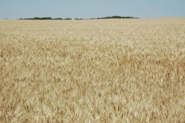 Kuzey Arjantin 'deki altın buğday tarlaları