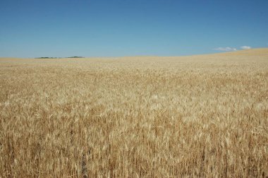Kuzey Arjantin 'deki altın buğday tarlaları