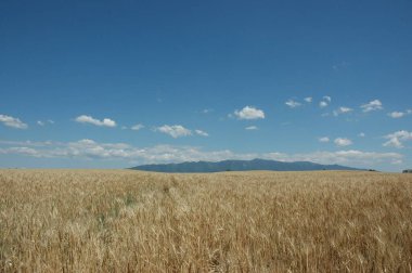 Kuzey Arjantin 'deki altın buğday tarlaları