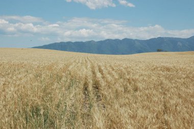 Kuzey Arjantin 'deki altın buğday tarlaları