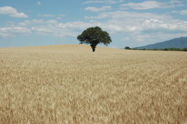 Kuzey Arjantin 'deki altın buğday tarlaları