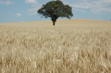 Kuzey Arjantin 'deki altın buğday tarlaları