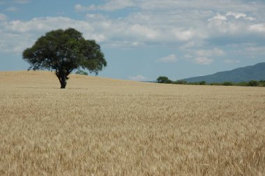 Kuzey Arjantin 'deki altın buğday tarlaları