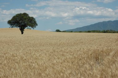 Kuzey Arjantin 'deki altın buğday tarlaları