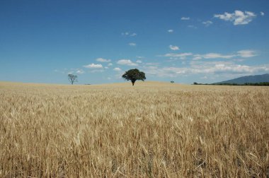 Kuzey Arjantin 'deki altın buğday tarlaları