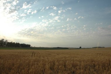Kuzey Arjantin 'deki altın buğday tarlaları