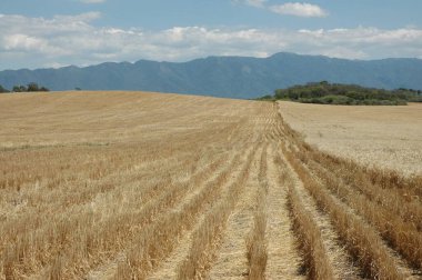 Kuzey Arjantin 'deki altın buğday tarlaları