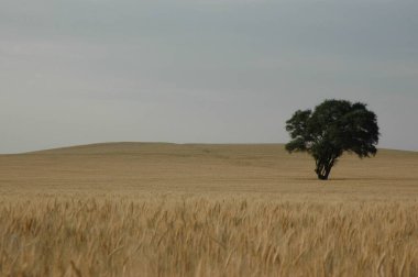 Kuzey Arjantin 'deki altın buğday tarlaları