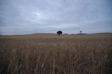 Kuzey Arjantin 'deki altın buğday tarlaları