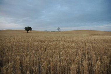 Kuzey Arjantin 'deki altın buğday tarlaları