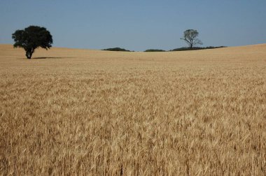 Kuzey Arjantin 'deki altın buğday tarlaları