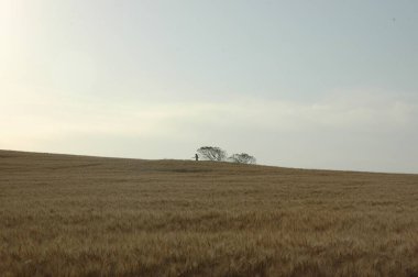 Kuzey Arjantin 'deki altın buğday tarlaları