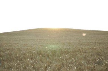 Kuzey Arjantin 'deki altın buğday tarlaları