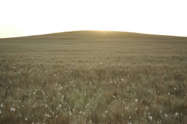 Kuzey Arjantin 'deki altın buğday tarlaları