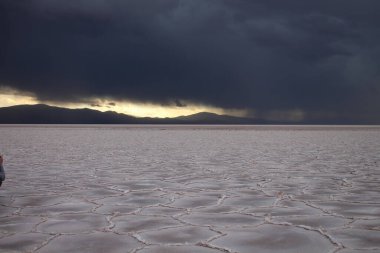 Kuzey Arjantin 'deki altın buğday tarlaları