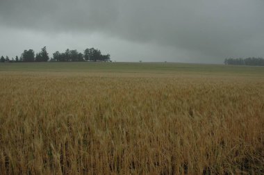 Kuzey Arjantin 'deki altın buğday tarlaları