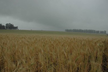 Kuzey Arjantin 'deki altın buğday tarlaları
