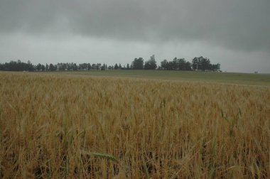 Kuzey Arjantin 'deki altın buğday tarlaları