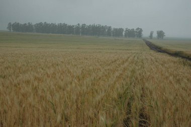 Kuzey Arjantin 'deki altın buğday tarlaları