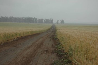 Kuzey Arjantin 'deki altın buğday tarlaları
