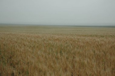 Kuzey Arjantin 'deki altın buğday tarlaları