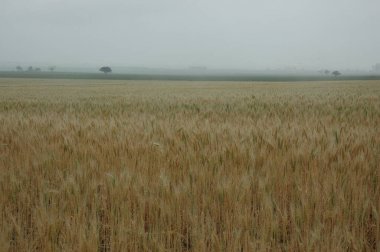 Kuzey Arjantin 'deki altın buğday tarlaları