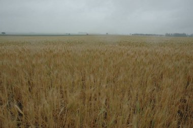 Kuzey Arjantin 'deki altın buğday tarlaları