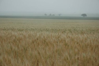 Kuzey Arjantin 'deki altın buğday tarlaları